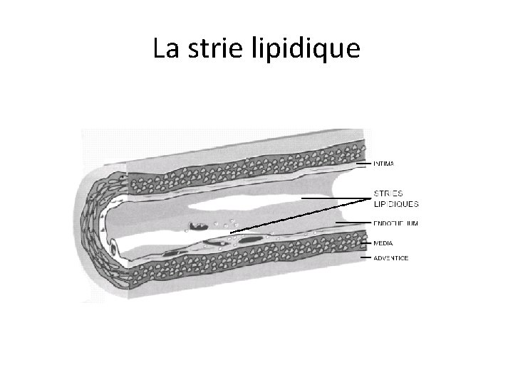 La strie lipidique 