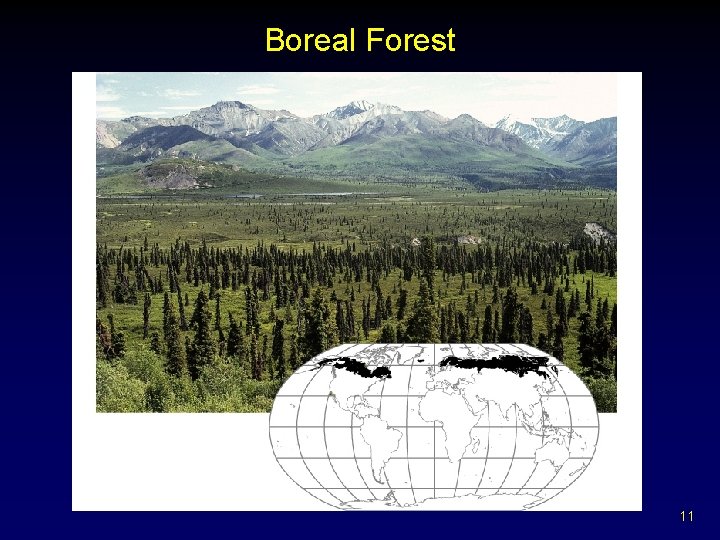 Boreal Forest 11 