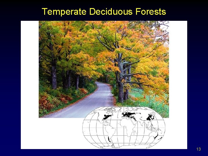 Temperate Deciduous Forests 13 