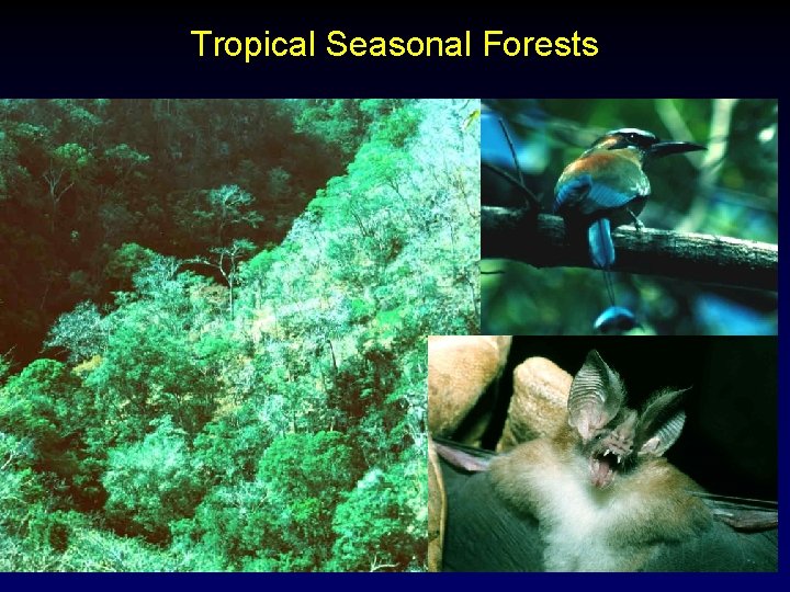 Tropical Seasonal Forests 16 