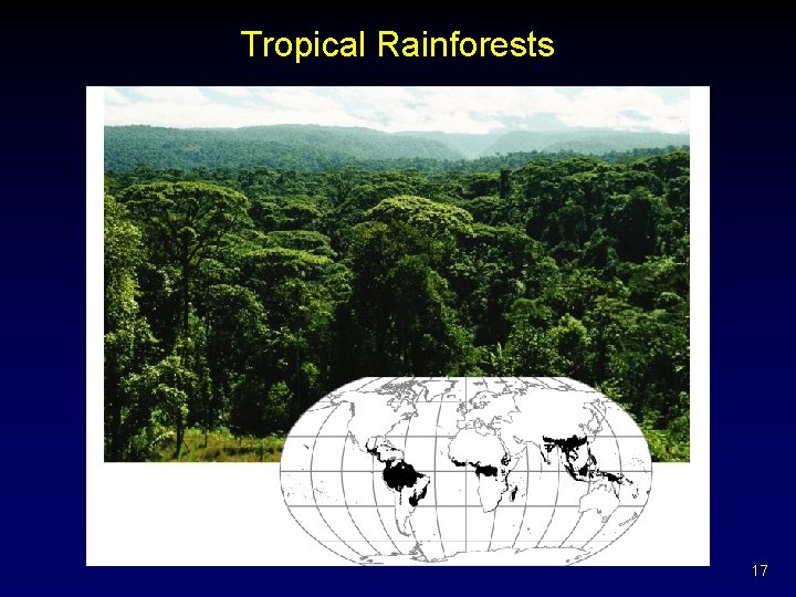 Tropical Rainforests 17 