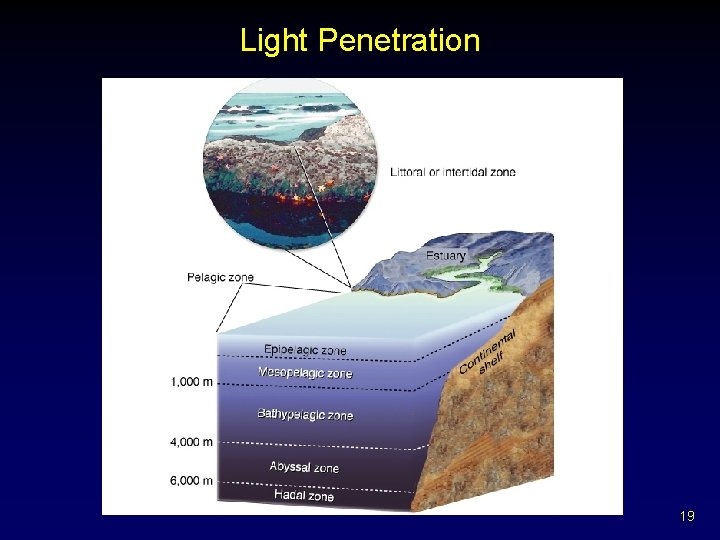 Light Penetration 19 