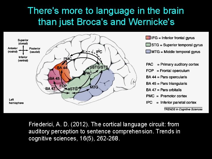 There's more to language in the brain than just Broca's and Wernicke's Friederici, A. There's more to language in the brain than just Broca's and Wernicke's Friederici, A.