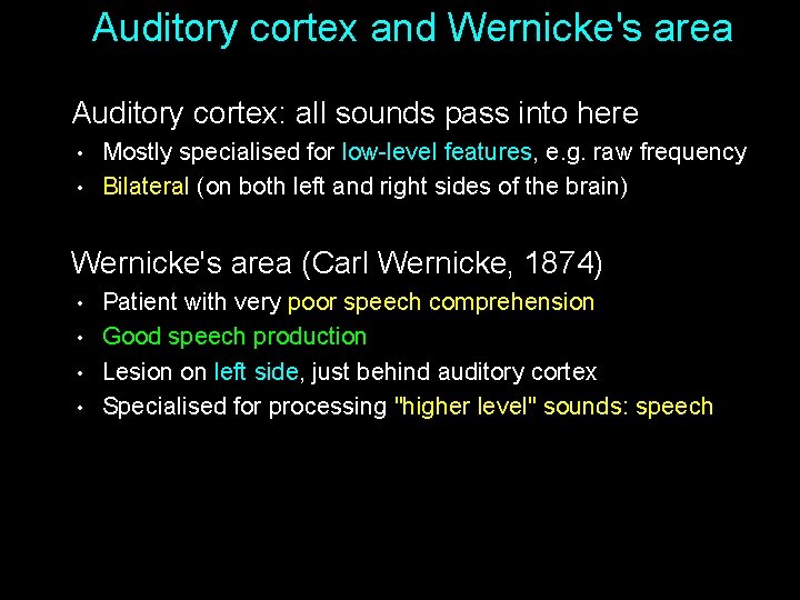 Auditory cortex and Wernicke's area Auditory cortex: all sounds pass into here • •