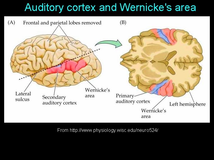 Auditory cortex and Wernicke's area From http: //www. physiology. wisc. edu/neuro 524/ 