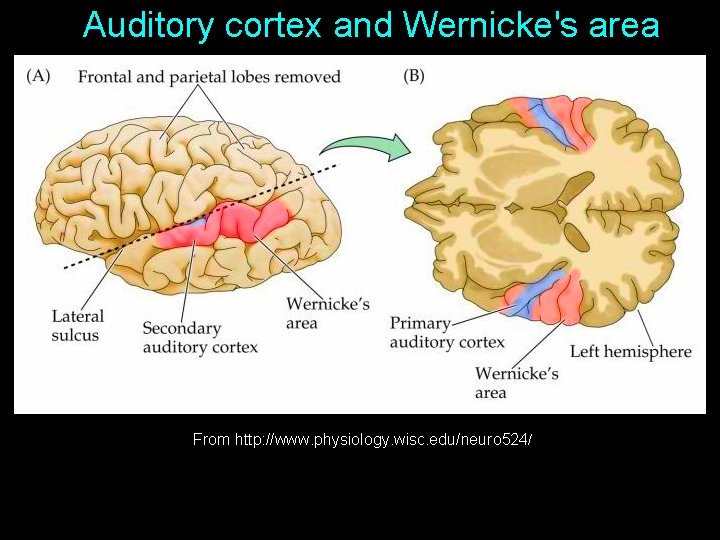 Auditory cortex and Wernicke's area From http: //www. physiology. wisc. edu/neuro 524/ Auditory cortex and Wernicke's area From http: //www. physiology. wisc. edu/neuro 524/