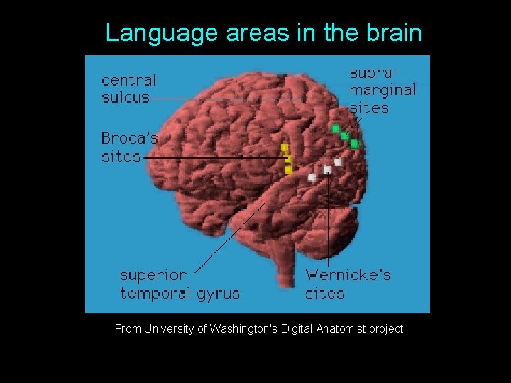 Language areas in the brain From University of Washington's Digital Anatomist project 
