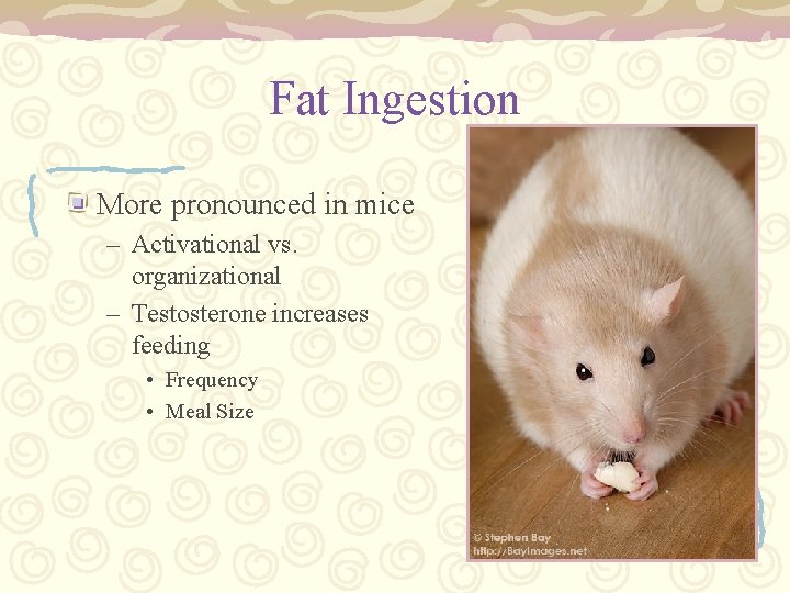 Fat Ingestion More pronounced in mice – Activational vs. organizational – Testosterone increases feeding