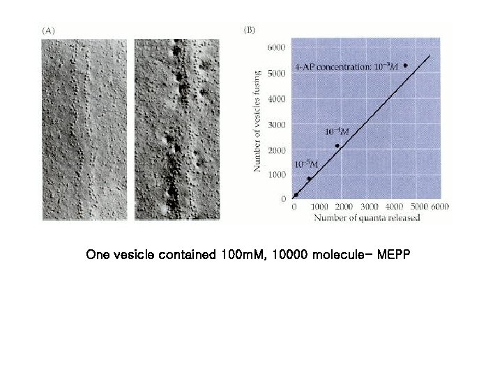 One vesicle contained 100 m. M, 10000 molecule- MEPP 