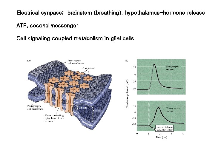 Electrical synpase; brainstem (breathing), hypothalamus-hormone release ATP, second messenger Cell signaling coupled metabolism in