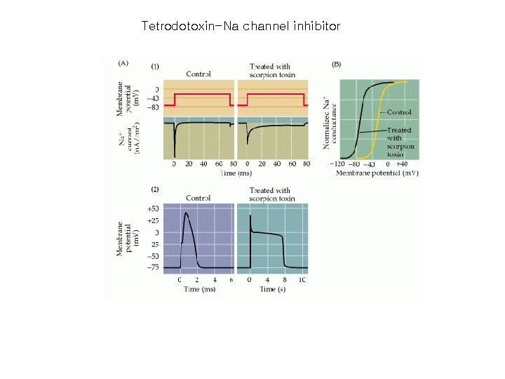 Tetrodotoxin-Na channel inhibitor 