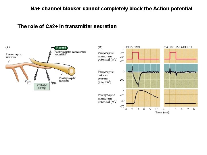 Na+ channel blocker cannot completely block the Action potential The role of Ca 2+