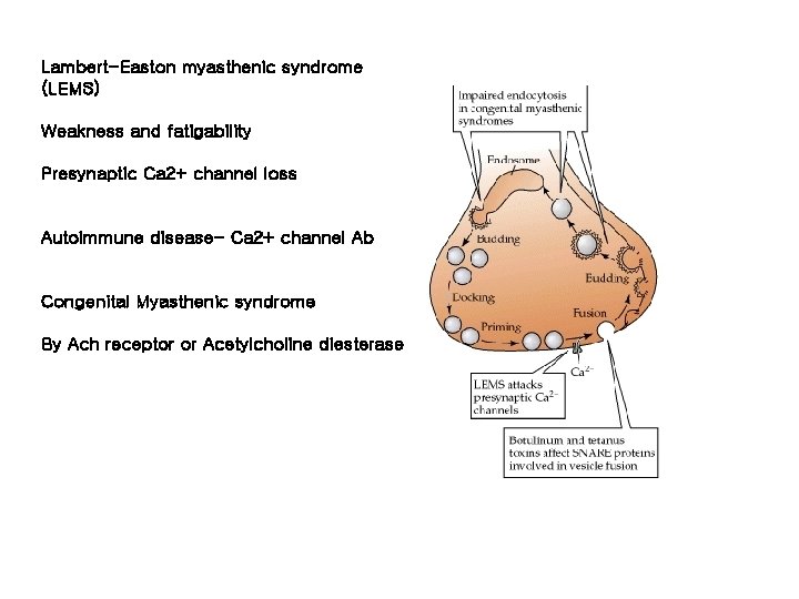 Lambert-Easton myasthenic syndrome (LEMS) Weakness and fatigability Presynaptic Ca 2+ channel loss Autoimmune disease-