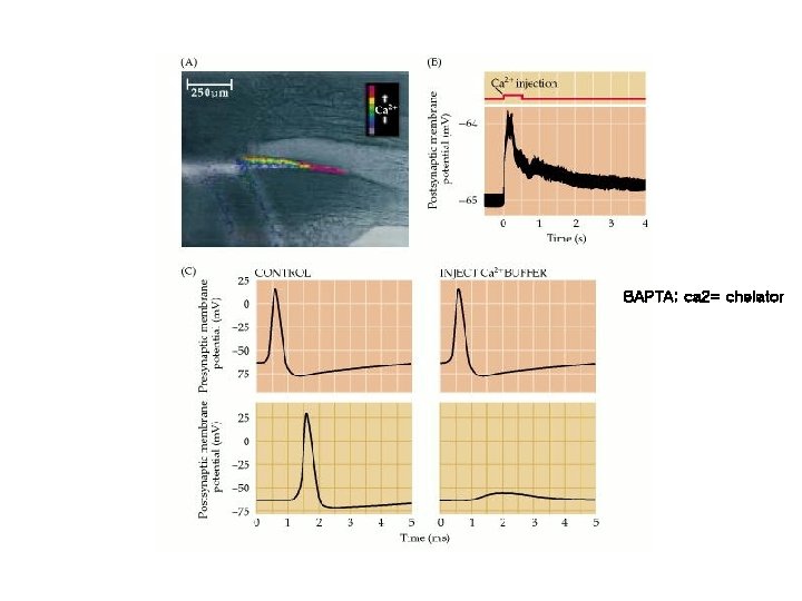 BAPTA; ca 2= chelator 