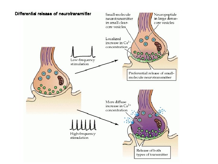 Differential release of neurotransmitter 