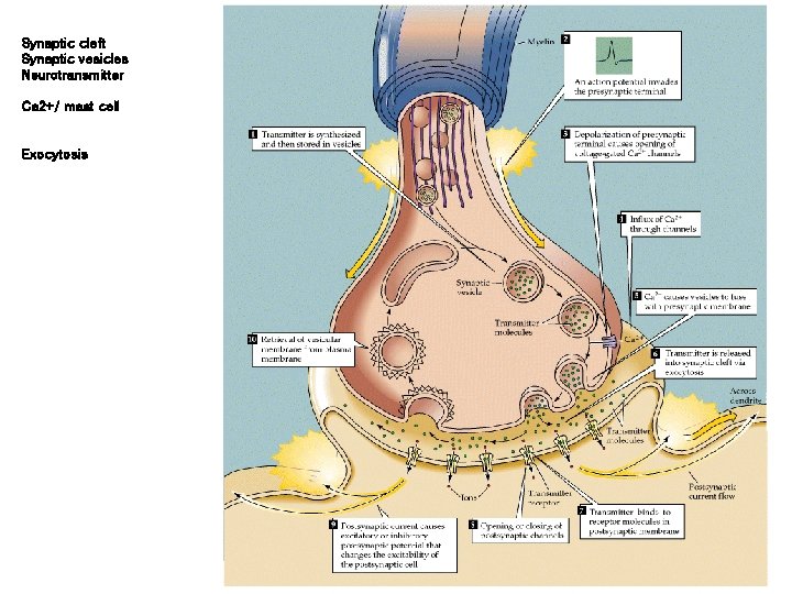 Synaptic cleft Synaptic vesicles Neurotransmitter Ca 2+/ mast cell Exocytosis 