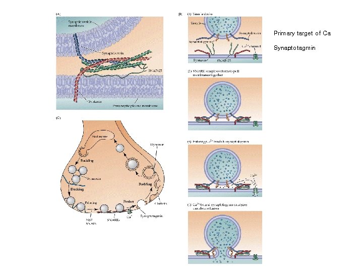 Primary target of Ca Synaptotagmin 