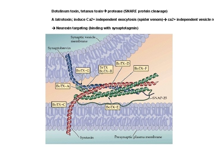 Botulinum toxin, tetanus toxin protease (SNARE protein cleavage) A-latrotoxin; induce Ca 2+ independent exocytosis