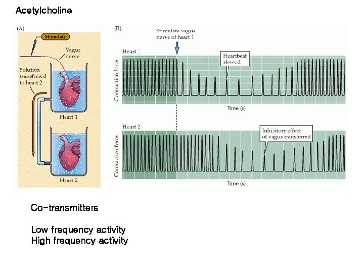 Acetylcholine Co-transmitters Low frequency activity High frequency activity 