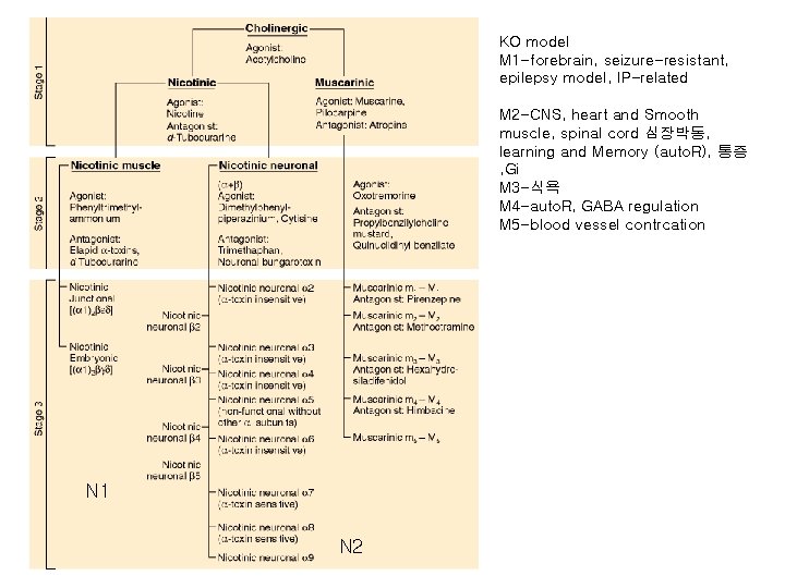 KO model M 1 -forebrain, seizure-resistant, epilepsy model, IP-related M 2 -CNS, heart and