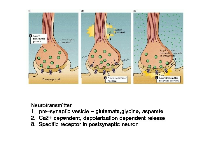 Neurotransmitter 1. pre-synaptic vesicle – glutamate, glycine, asparate 2. Ca 2+ dependent, depolarization dependent