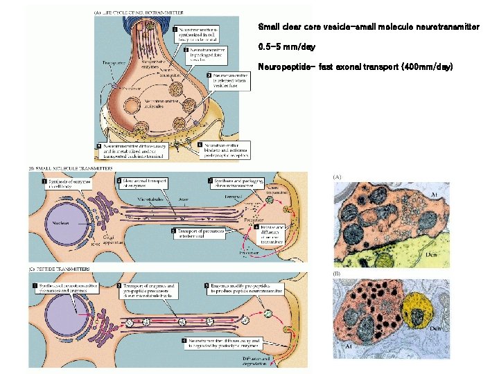 Small clear core vesicle-small molecule neurotransmitter 0. 5 -5 mm/day Neuropeptide- fast axonal transport