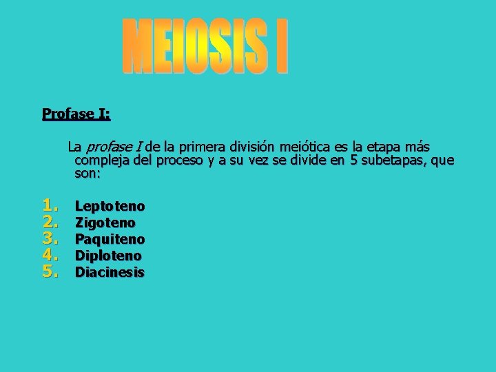 Profase I: La profase I de la primera división meiótica es la etapa más