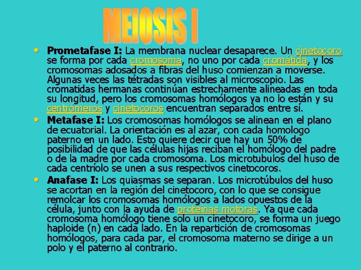  • Prometafase I: La membrana nuclear desaparece. Un cinetocoro • • se forma