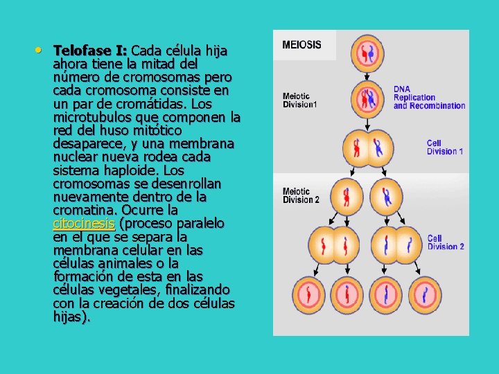  • Telofase I: Cada célula hija ahora tiene la mitad del número de