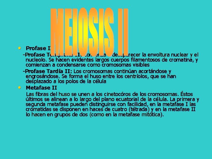  • Profase II -Profase Temprana II: Comienza a desaparecer la envoltura nuclear y