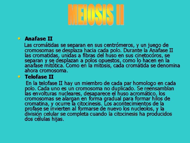  • Anafase II • Las cromátidas se separan en sus centrómeros, y un