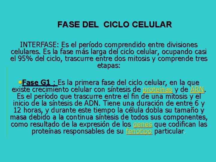 FASE DEL CICLO CELULAR INTERFASE: Es el período comprendido entre divisiones celulares. Es la