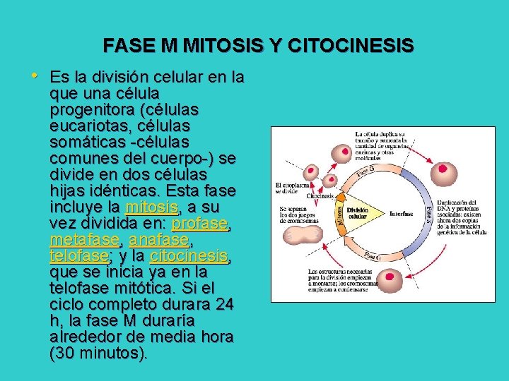 FASE M MITOSIS Y CITOCINESIS • Es la división celular en la que una