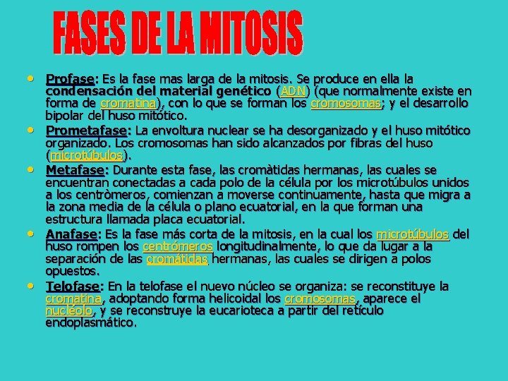  • Profase: Es la fase mas larga de la mitosis. Se produce en