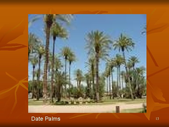 Date Palms 13 