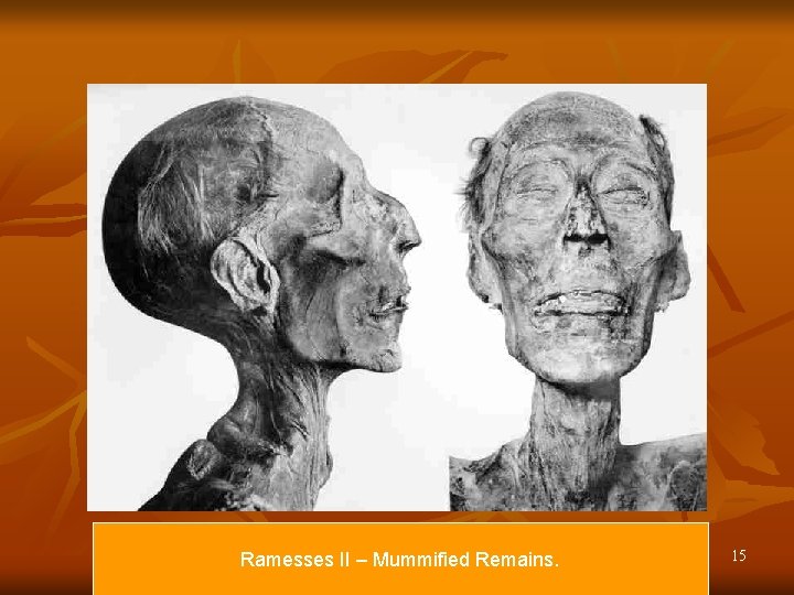 Ramesses II – Mummified Remains. 15 