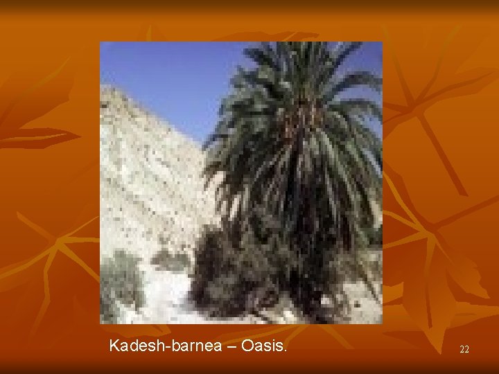 Kadesh-barnea – Oasis. 22 