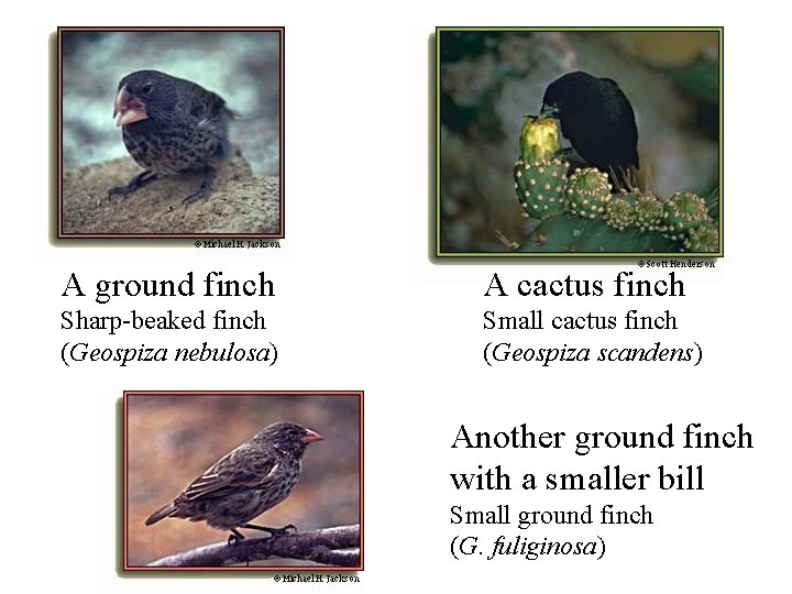 A ground finch A cactus finch Sharp-beaked finch (Geospiza nebulosa) Small cactus finch (Geospiza