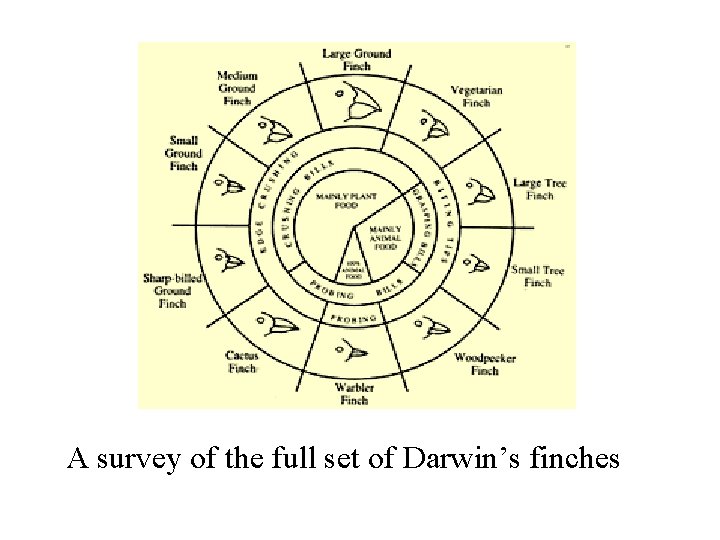 A survey of the full set of Darwin’s finches 