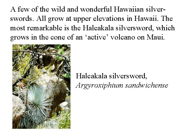 A few of the wild and wonderful Hawaiian silverswords. All grow at upper elevations