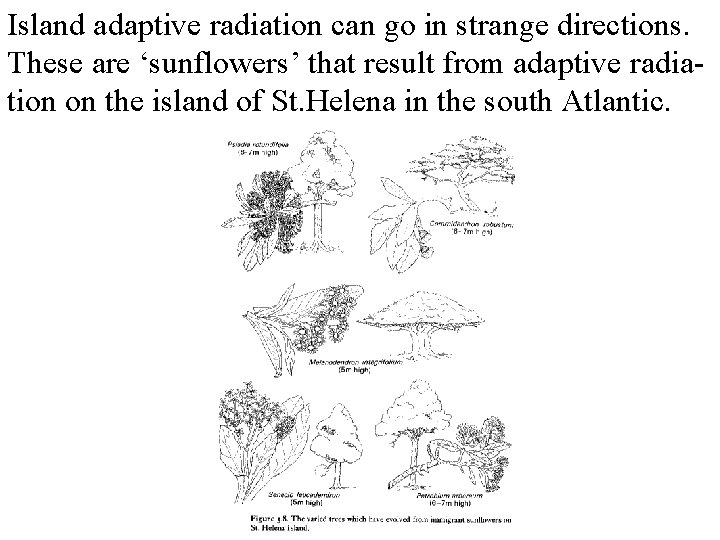 Island adaptive radiation can go in strange directions. These are ‘sunflowers’ that result from