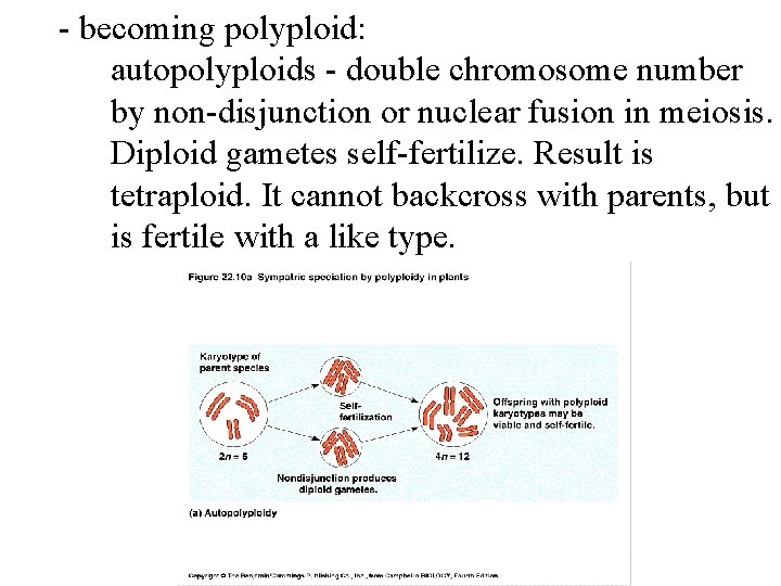 - becoming polyploid: autopolyploids - double chromosome number by non-disjunction or nuclear fusion in
