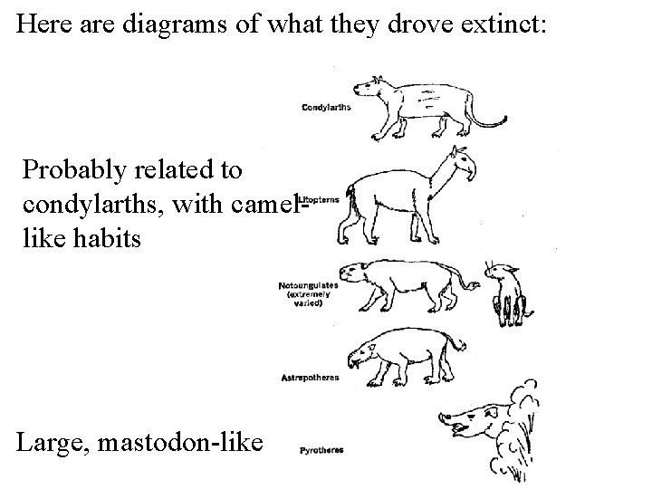 Here are diagrams of what they drove extinct: Probably related to condylarths, with camellike