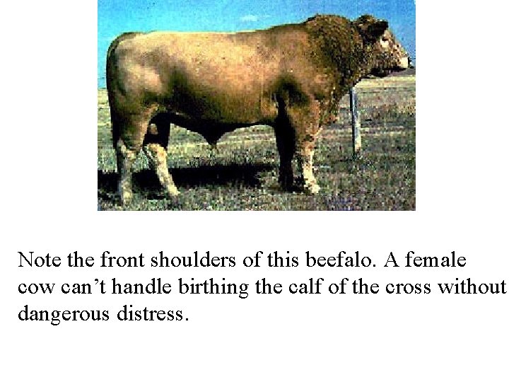 Note the front shoulders of this beefalo. A female cow can’t handle birthing the