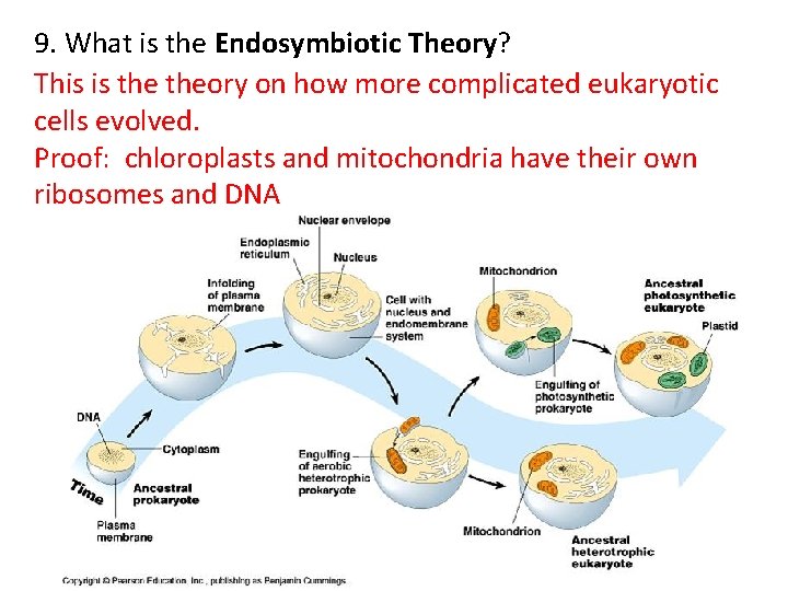 9. What is the Endosymbiotic Theory? This is theory on how more complicated eukaryotic