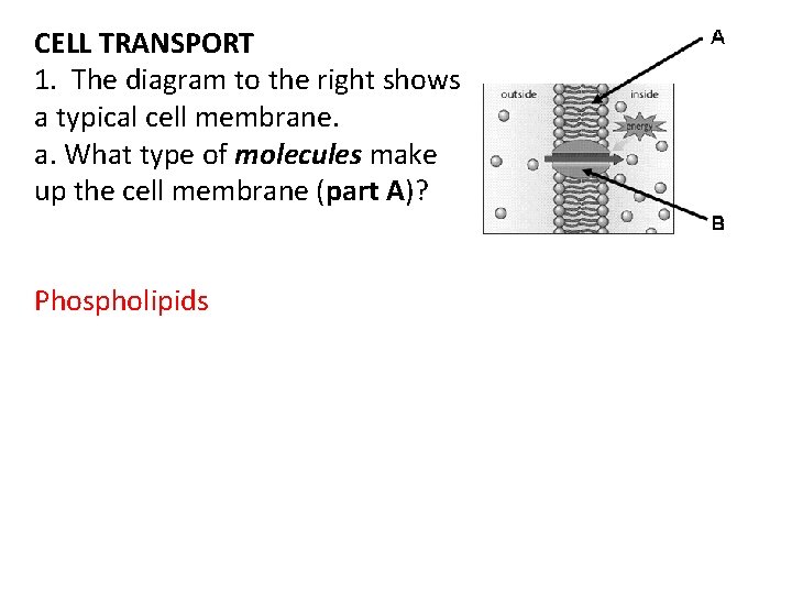 CELL TRANSPORT 1. The diagram to the right shows a typical cell membrane. a.