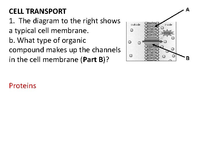 CELL TRANSPORT 1. The diagram to the right shows a typical cell membrane. b.