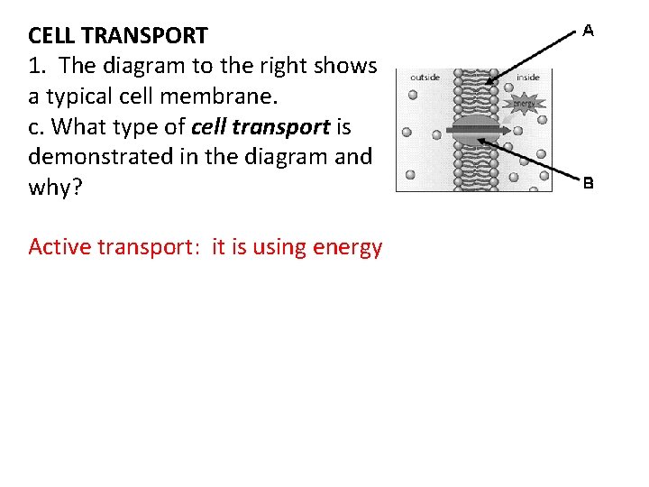 CELL TRANSPORT 1. The diagram to the right shows a typical cell membrane. c.