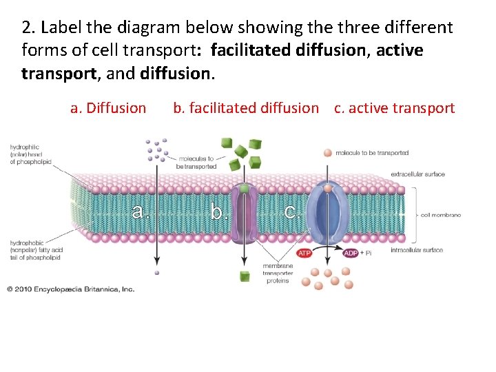 2. Label the diagram below showing the three different forms of cell transport: facilitated