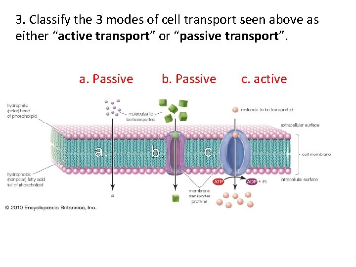 3. Classify the 3 modes of cell transport seen above as either “active transport”